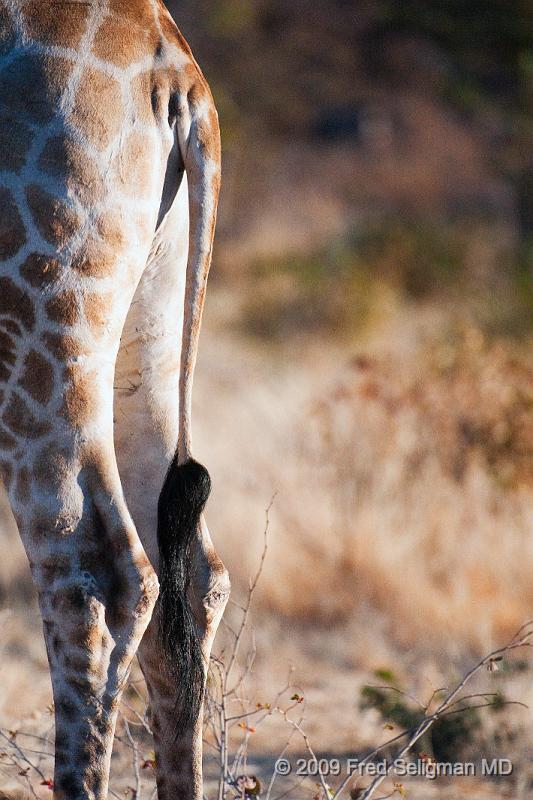 20090609_174016 D300 X1.jpg - The spots on a giraffe are unique to each giraffe.  The older the animal the darker the spots.